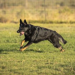 O'lani - German Shepherd