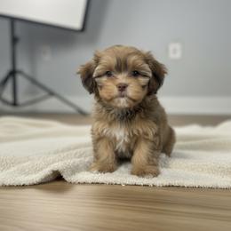 Shih Tzu Puppies from Lisa Inman