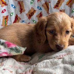 Diamond - Red female Dachshund puppy in Ocean Park, Washington from Golden Dachshunds