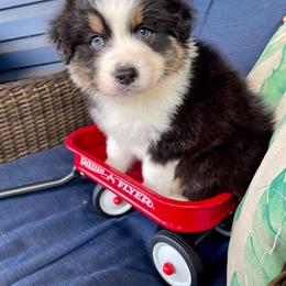 Buddy - Black tri-color male Australian Shepherd puppy in Landenberg, Pennsylvania from Aussie4Life