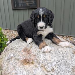 Ace - Tri-color male Bernedoodle puppy in Beach City, Ohio from Blue Cloud Doodles