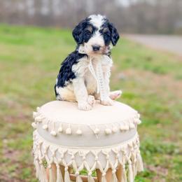 Petey - Tri-color male Bernedoodle puppy in Whitesburg, Georgia from Asbury & Co Farms