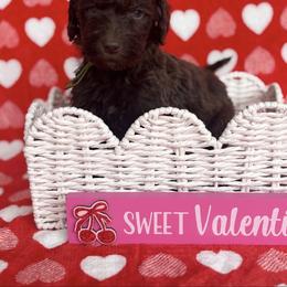 Kit Kat - green boy - Chocolate male Goldendoodle puppy in Waterford, California from Alvdoodles