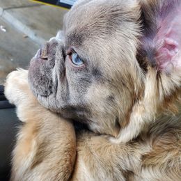 French Bulldogs from Lilac Allure Frenchies