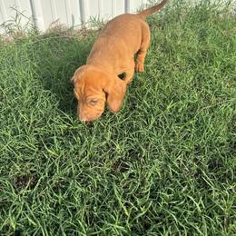 Boy 6 - Red male Bloodhound puppy in Tahlequah, Oklahoma from HNH Hounds