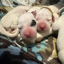 Flare - White and black female Dalmatian puppy in Des Moines, Iowa from Spot Splattered Dalmatians