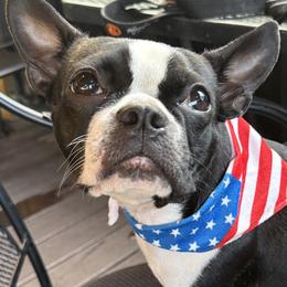 Boston Terriers from Paloma's Legacy Boston Terriers