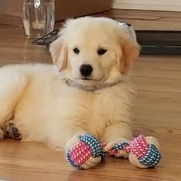 Golden Retriever Puppies from OPK GOLDENS
