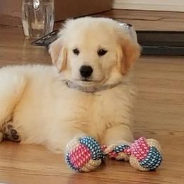 Golden Retriever Puppies from OPK GOLDENS