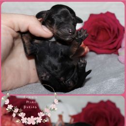 Gobble - Black and tan female Dachshund puppy in Pope, Mississippi from Anna’s Mini Doxies