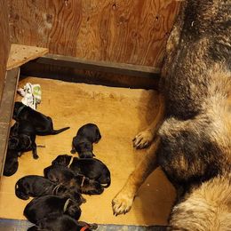 German Shepherd Puppies from Diwaids Working German Shepherd Dogs