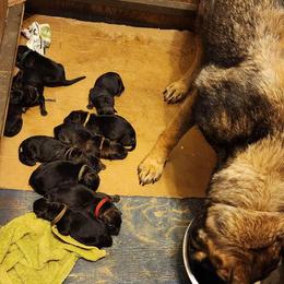 German Shepherd Puppies from Diwaids Working German Shepherd Dogs