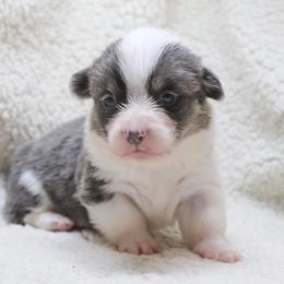 American Corgi, Cardigan Welsh Corgi, and Pembroke Welsh Corgi Puppies from Diamond Corgis