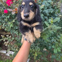 Ozzy - Dachshund