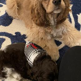 Cocker Spaniel All Grown Up from Trulove Cocker Spaniels