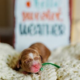 Plaid - Apricot male Goldendoodle puppy in Ludington, Michigan from WestShoreDoodles