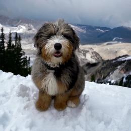Molly - Bernedoodle