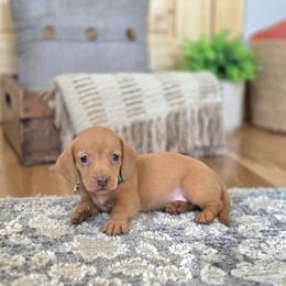 AKC Meet Gil :) - Red male Dachshund puppy in Centerville, Iowa from Barnyard Dachshunds, Dals & Doodles