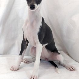 Italian Greyhound Puppies from Alura Italian Greyhounds
