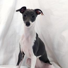Italian Greyhound Puppies from Alura Italian Greyhounds