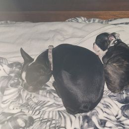Boston Terrier Puppies from Howell Terriers