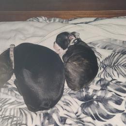 Boston Terrier Puppies from Howell Terriers