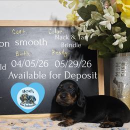 Dandelion - Black and tan male Dachshund puppy in Hoquiam, Washington from Heyd's Mini Dachshunds