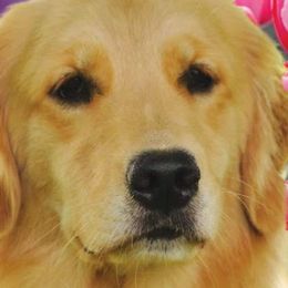 Golden Retrievers from Goldiva Goldens