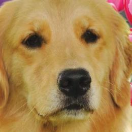 Golden Retrievers from Goldiva Goldens