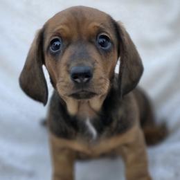 Han 2000 - Red male Dachshund puppy in Lady Lake, Florida from Sausage Squad Kennels