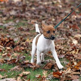Rat Terrier Puppies from River Ridge Rat Terriers