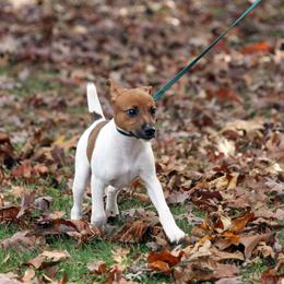 Rat Terrier Puppies from River Ridge Rat Terriers