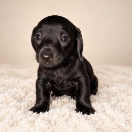 Percy - Black male Dachshund puppy in Augusta, Georgia from Cherokee Hill Dachshunds