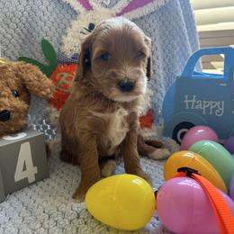 Tony Lama - Apricot male Goldendoodle puppy in Chino Valley, Arizona from Bass Creek Doodles