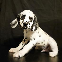 Dalmatian Puppies from Long Coat Dalmatians