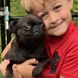 Peanut - Brussels Griffon