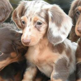 Almond joy - Dapple female Dachshund puppy in Attapulgus, Georgia from KJRC Kennels