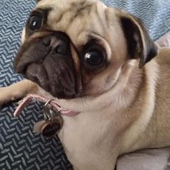 Pugs from Flatland Pugs