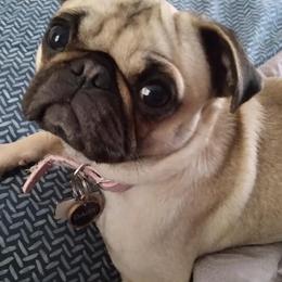 Pugs from Flatland Pugs