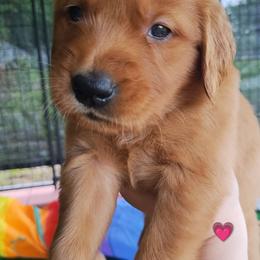 Dark Pink - Dark golden female Golden Retriever puppy in Davisboro, Georgia from Ginger Snap Golden Retrievers