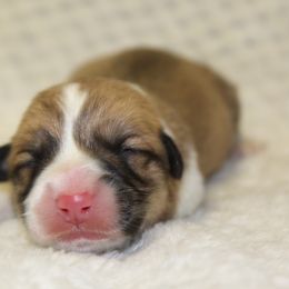 Cardigan Welsh Corgi and Pembroke Welsh Corgi Puppies from Rustic Spur Kennel