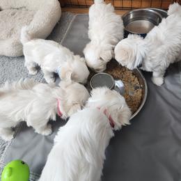 Maltese Puppies from Arizona Maltese Gems