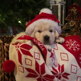 Golden Retriever Puppies from Light Hill Goldens
