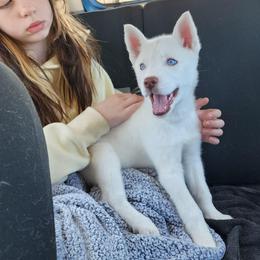 Ren - White female Siberian Husky puppy in Madison, Georgia from Thornbury Kennel