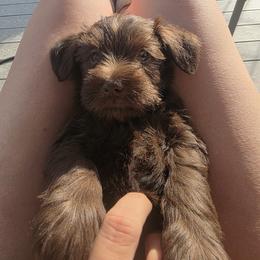Miniature Schnauzer Puppies from Jentz Family Schnauzers