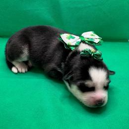 Rainy - Black and white female Pomsky puppy in Venus, Pennsylvania from Hemlock Pines Pomsky