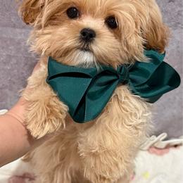 Rocky small - Apricot male Maltipoo puppy in San Diego, Temecula, Ontario, California from Yorkie & Maltese Royalty