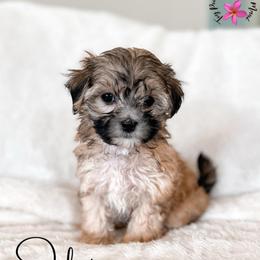 Champagne - Black & tan tri-color female Maltipoo puppy in Kula, Hawaii from Toy Poodle & Maltipoo Maui