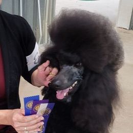 Poodles from Jarvis Poodles