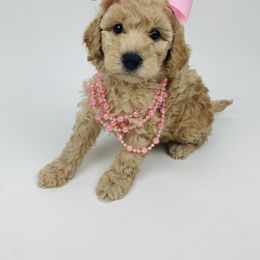 Bernedoodle and Goldendoodle Puppies from Cottrell’s Poodles & Doodles